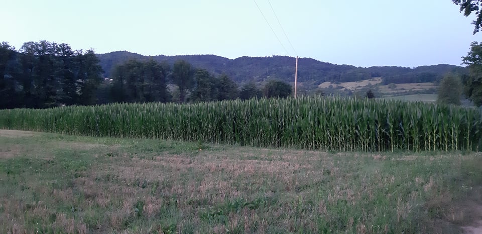 gromiljak-kukuruzi-foto-dana,.jpg
