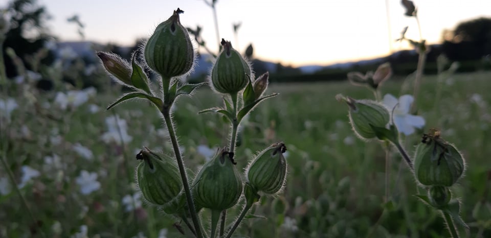gromiljak-pupuljak.jpg