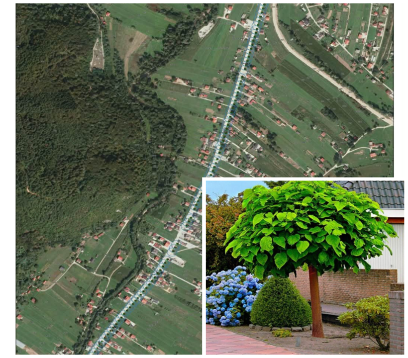 catalpa820.png
