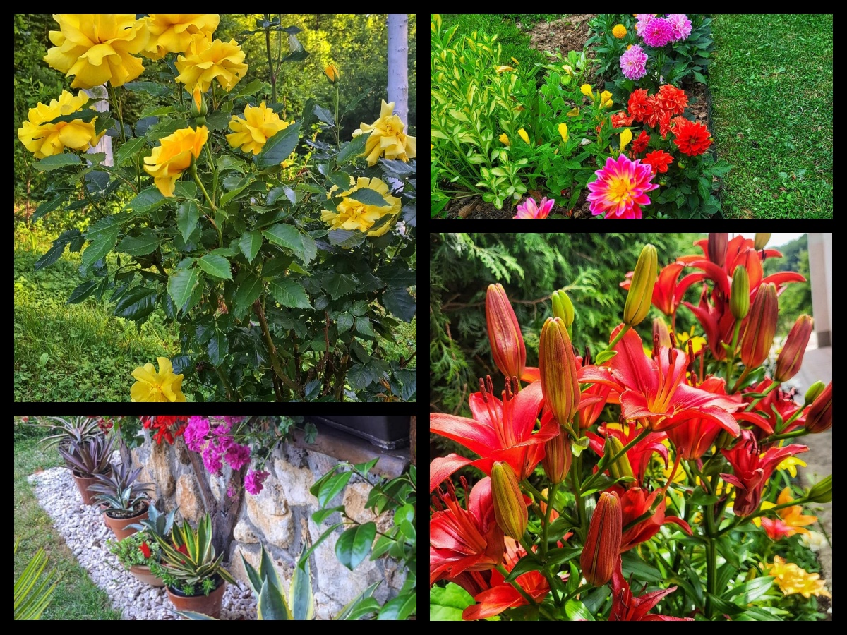 collage_-_2025-07-04T200044.054.jpg