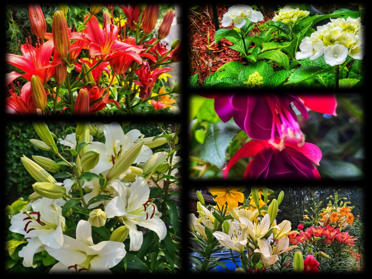 collage_-_2025-07-04T200145.323.jpg