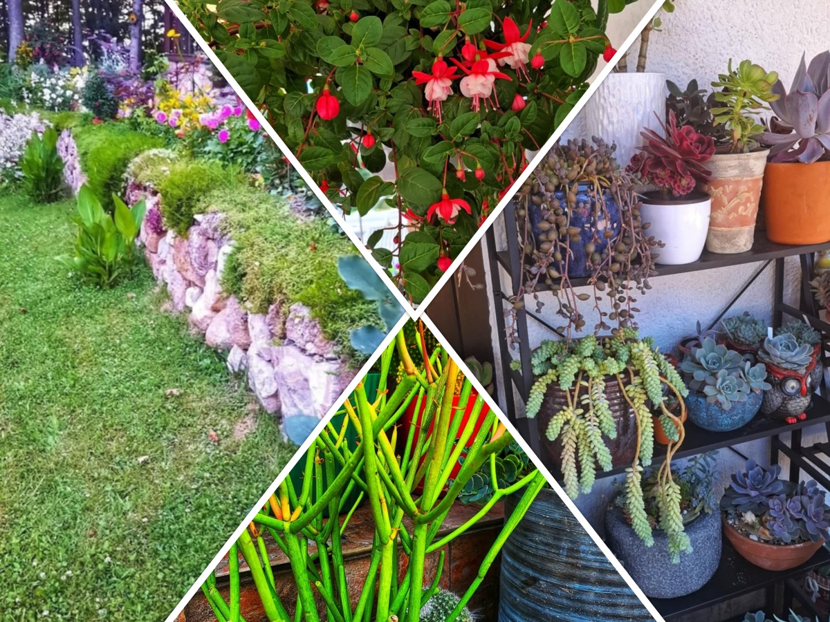 collage_-_2025-07-04T200435.997.jpg